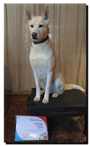 Dezra with her Novice Trick Dog certificate
